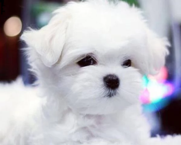 cuccioli di maltese | Foto 0