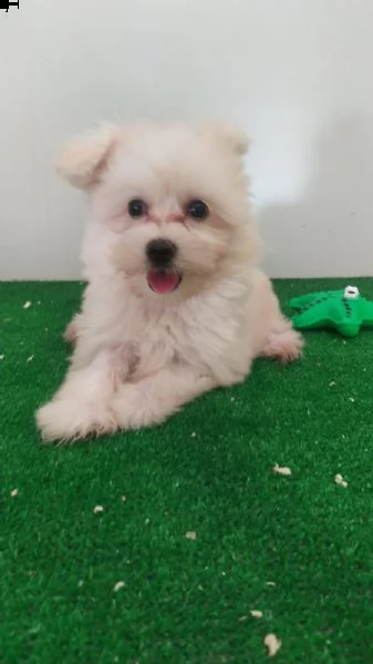 cuccioli di maltese