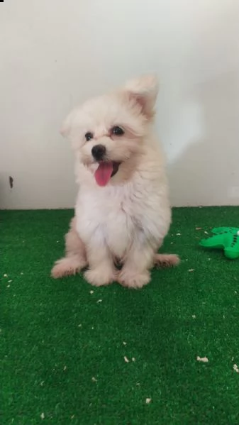 cuccioli di maltese | Foto 3