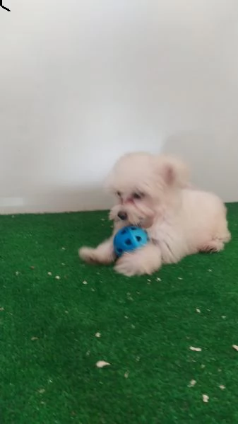 cuccioli di maltese | Foto 2