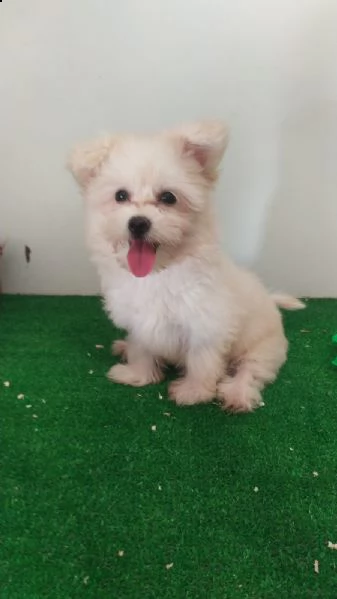 cuccioli di maltese | Foto 1