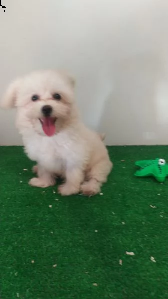 cuccioli di maltese | Foto 0