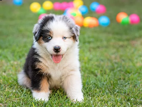 cuccioli di mastino tibetano con pedigree