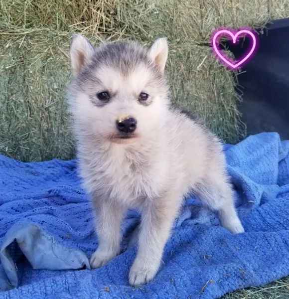 vendita cuccioli di cane lupo cecoslovacco | Foto 0