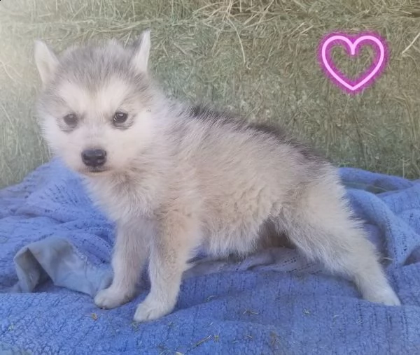 vendita cuccioli di cane lupo cecoslovacco