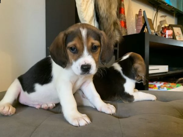 vendita cucciolo beagle cuccioli pedigreeallevamento