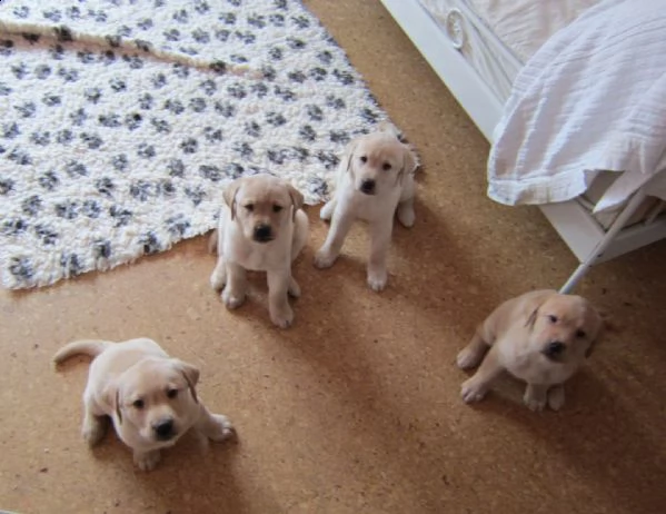 labrador