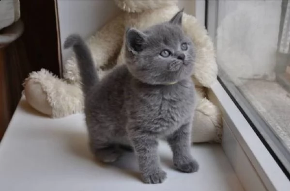 gattino british shorthair