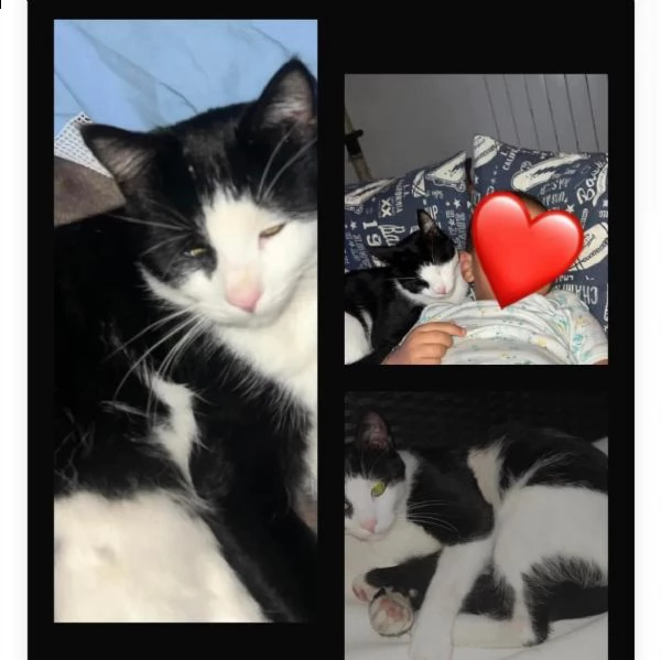 smarrito gatto