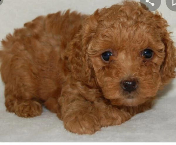 vendita cucciolo barboncino toy red