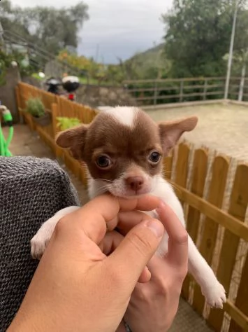 cuccioli di chihuahua toy | Foto 0