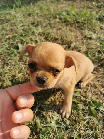 cuccioli di chihuahua toy