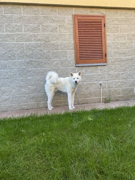 akita inu bianco maschio per accoppiamento  | Foto 1