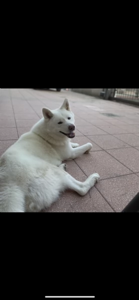 akita inu bianco maschio per accoppiamento  | Foto 0