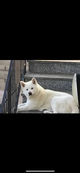 akita inu bianco maschio per accoppiamento 