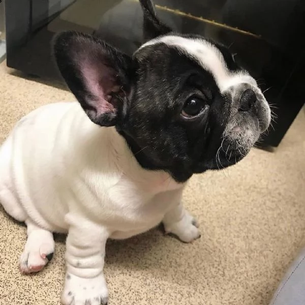 cuccioli bulldog francesi esotici