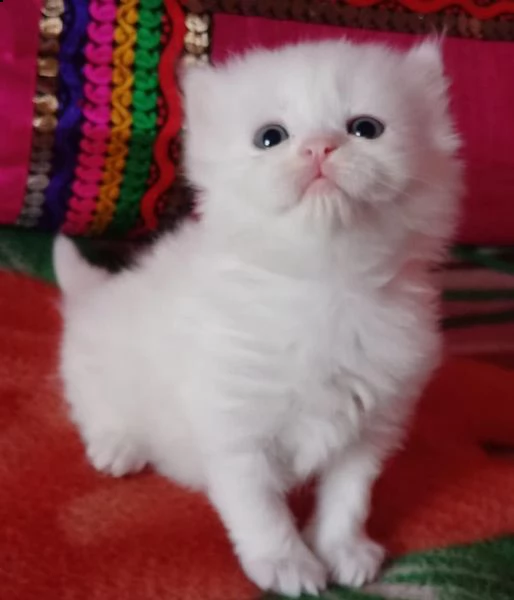 piccoli gattini persiani | Foto 1