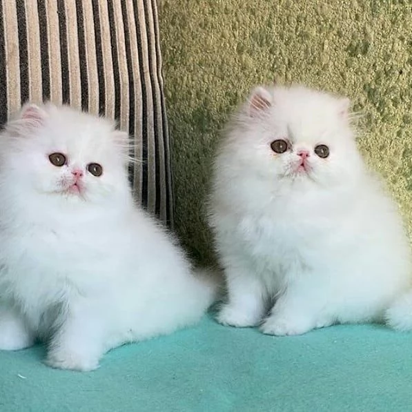  carini piccoli gattini persiani