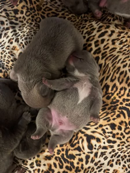 cuccioli bulldog francese colorazione exotic | Foto 6