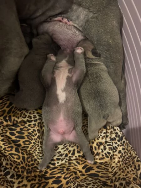 cuccioli bulldog francese colorazione exotic | Foto 5