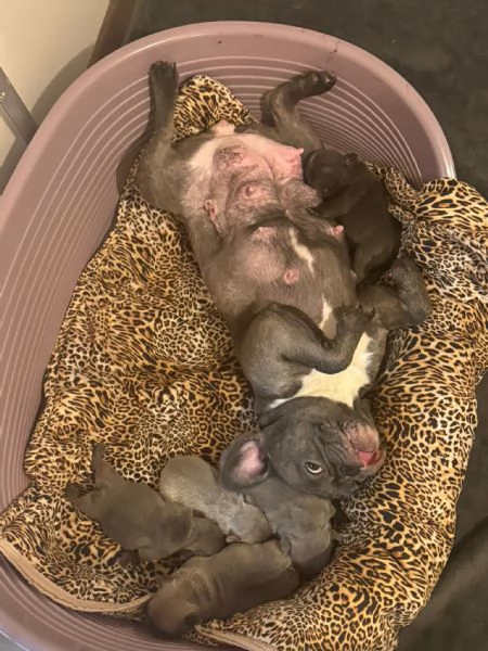 cuccioli bulldog francese colorazione exotic | Foto 4