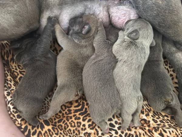 cuccioli bulldog francese colorazione exotic