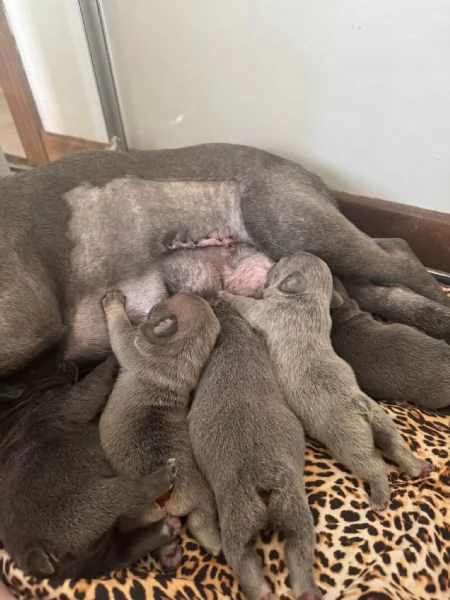 cuccioli bulldog francese colorazione exotic | Foto 3