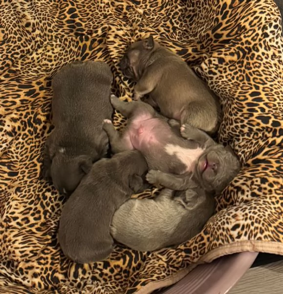 cuccioli bulldog francese colorazione exotic | Foto 2