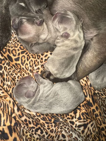 cuccioli bulldog francese colorazione exotic | Foto 1