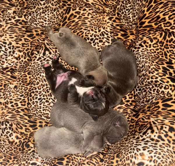 cuccioli bulldog francese colorazione exotic | Foto 0