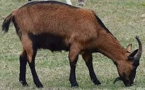 vendita becco  camosciata delle alpi