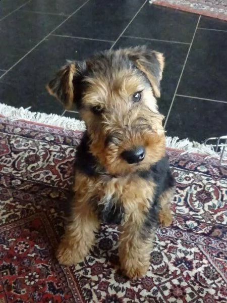  regalo cuccioli di airedale terrier