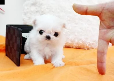 cuccioletto di bolognese mini toy