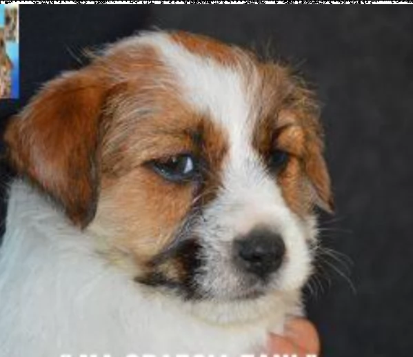 jack russell terrier  cuccioli altamente selezionati