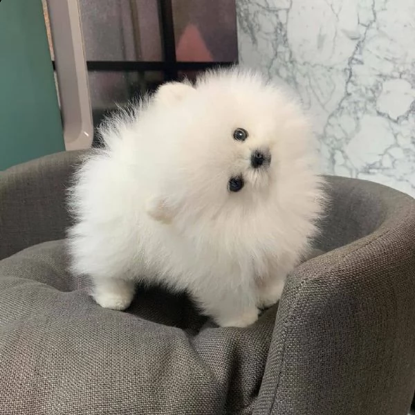  regalo  volpino pomerania mini toy  | Foto 0