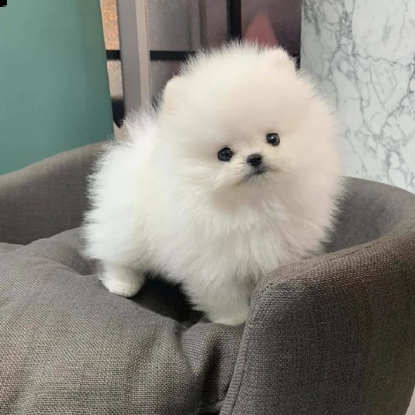  regalo  volpino pomerania mini toy 
