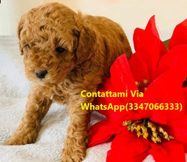 barboncino toy red cuccioli italiani