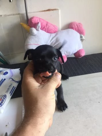 cuccioli di chihuahua mini toy | Foto 0