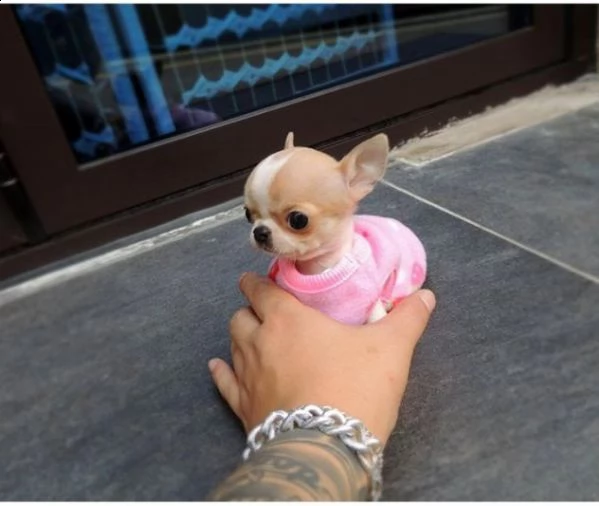 cuccioli di chihuahua mini toy