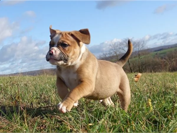 old english bulldog cucciolo oeb con documenti