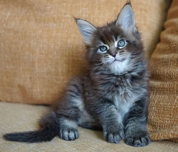 maine coon  | Foto 2