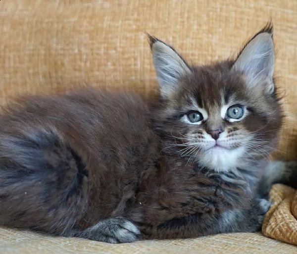 maine coon  | Foto 0