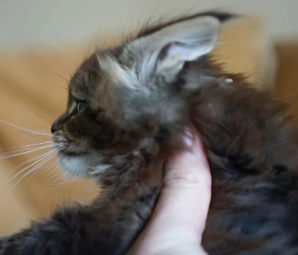 maine coon 