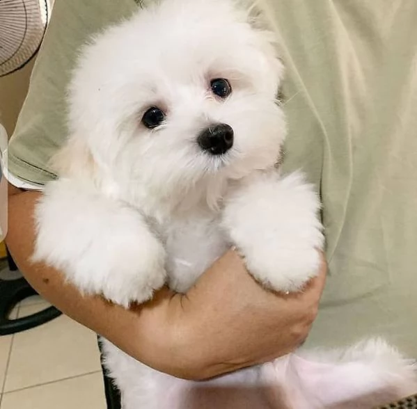 cuccioli di maltese toy