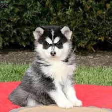 cuccioli di pomsky disponibili | Foto 0