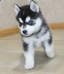 cuccioli di pomsky disponibili