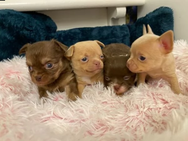 sweet chihuahua puppies chocolate  chocolate creme con pedigree