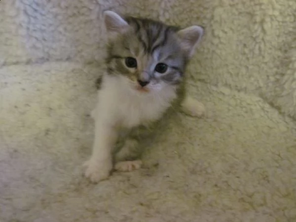cuccioli siberiani