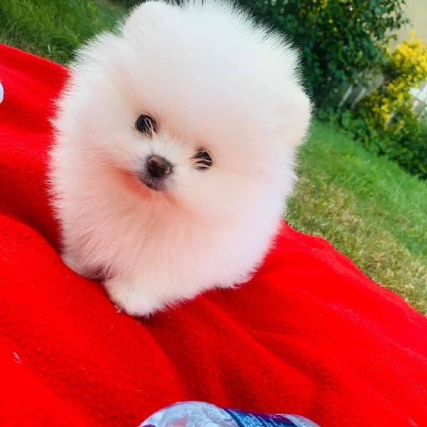 Regalo cucciolo Volpino Pomerania da Volontario a regalo volpino