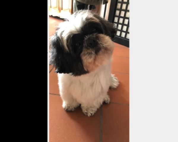 cerco femmina shihtzu per accoppiamento 